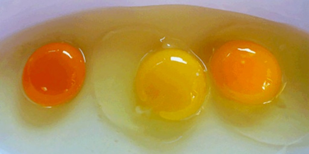 Drei Eier mit verschiedener Farbintensität.