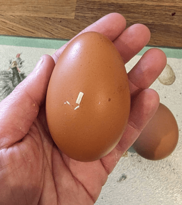 Eine Person hält ein braunes Ei in der Hand.