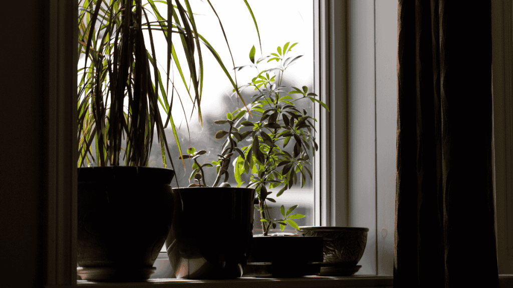 zimmerpflanzen für wenig licht, drachenbaum auf dem Fensterbrett