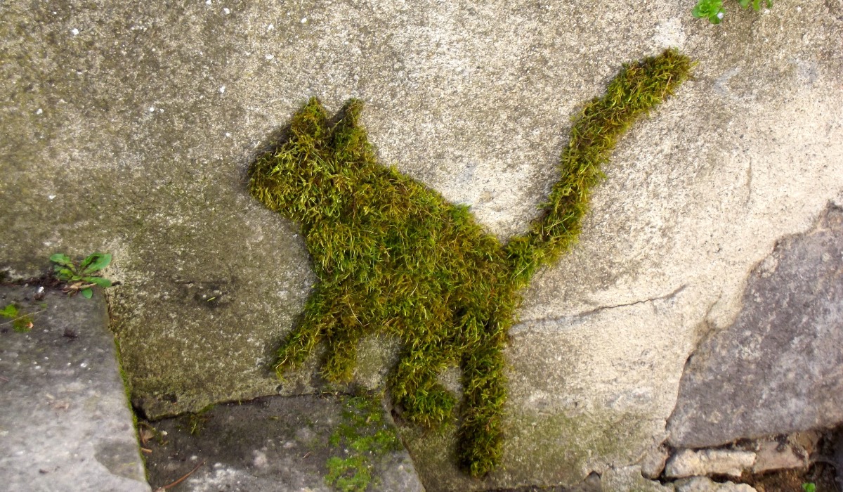 Garden: Make your own moss graffiti