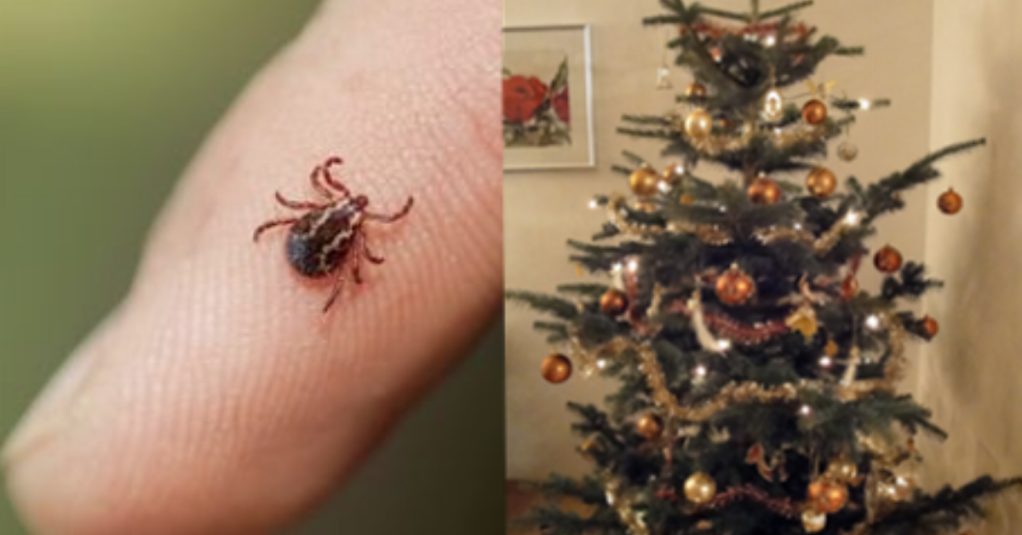 Zecken unter dem Weihnachtsbaum: Das kannst du tun