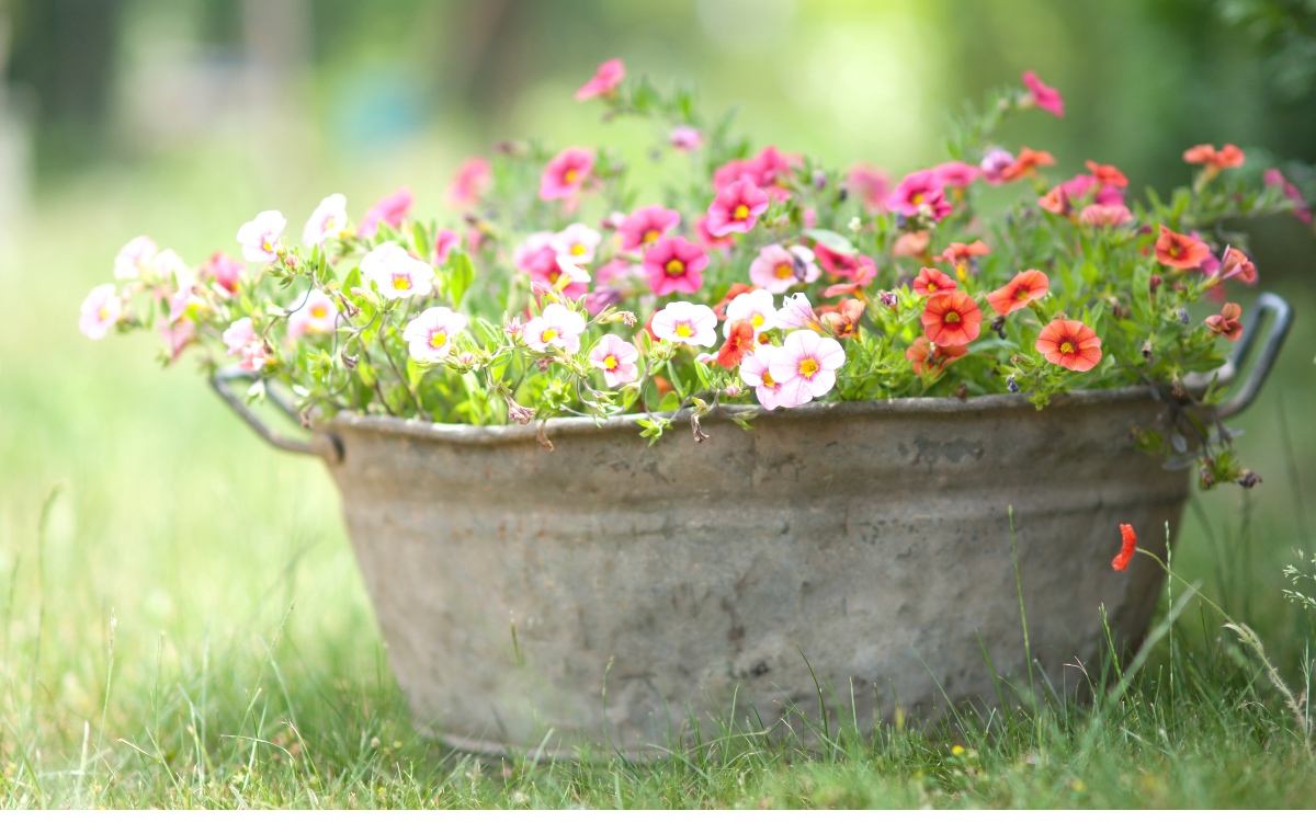 Zinkwanne im Garten 15 DekoIdeen Genialetricks