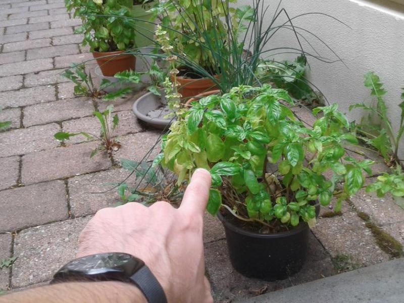 Basilikum-Pflege: 7 geniale Tricks, mit denen du deine Pflanze am Leben hältst