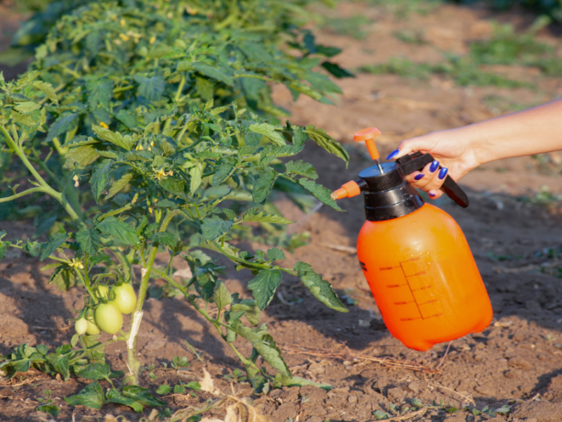 Tomaten bewässern: 3 einfache DIY-Ideen
