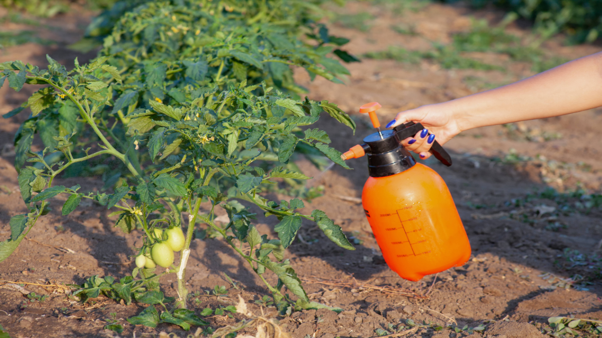 Tomaten werden bewässert