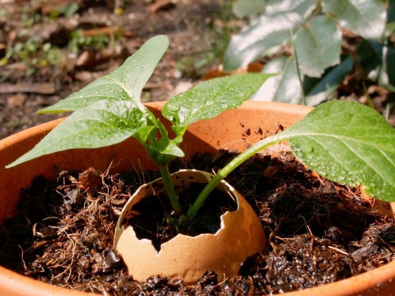 8 Tipps, um deinen Gartenpflanzen neues Leben einzuhauchen