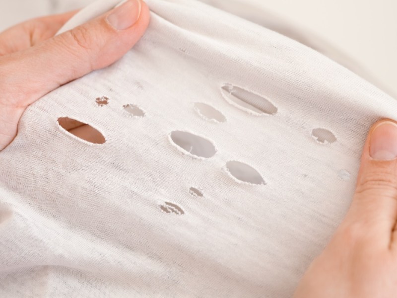 Kleine Löcher in der Kleidung: So erkennst du, ob Motten der Grund sind