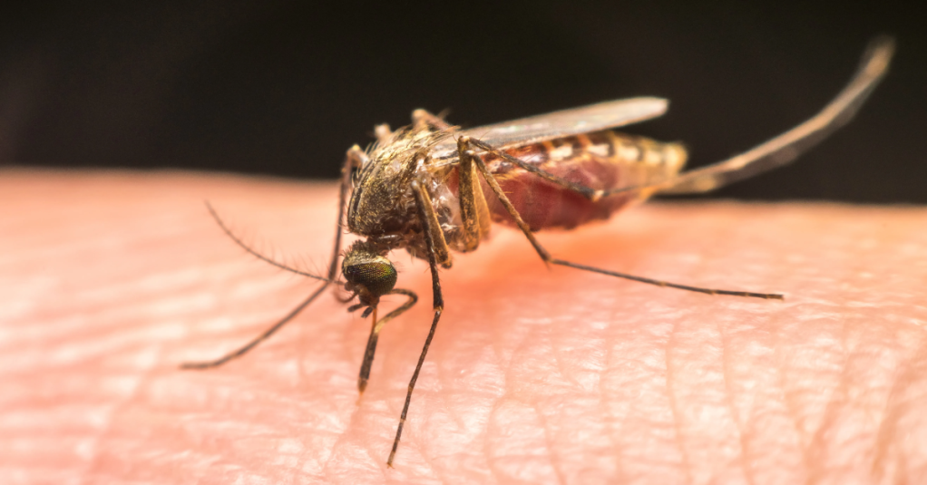 9 Mythen über Mücken, die so nicht stimmen