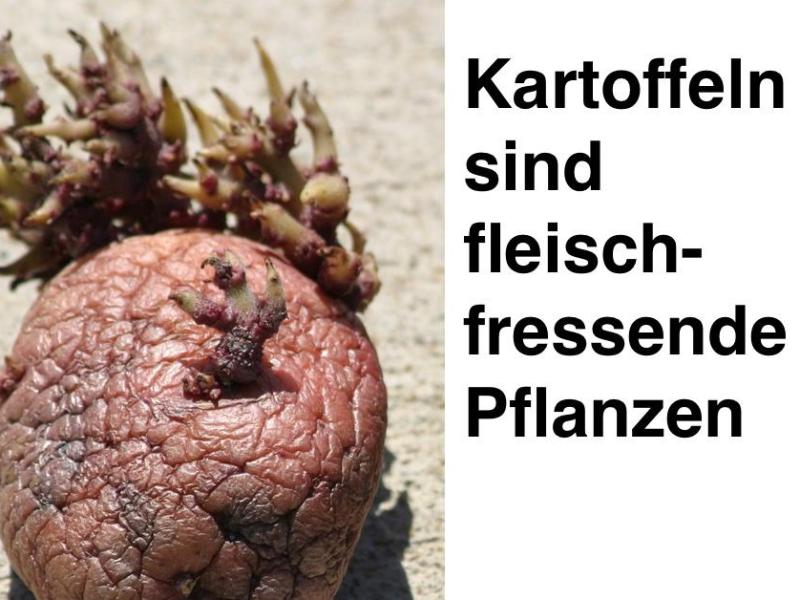 Eine keimende Kartoffel und daneben der Satz: Kartoffeln sind fleischfressende Pflanzen.