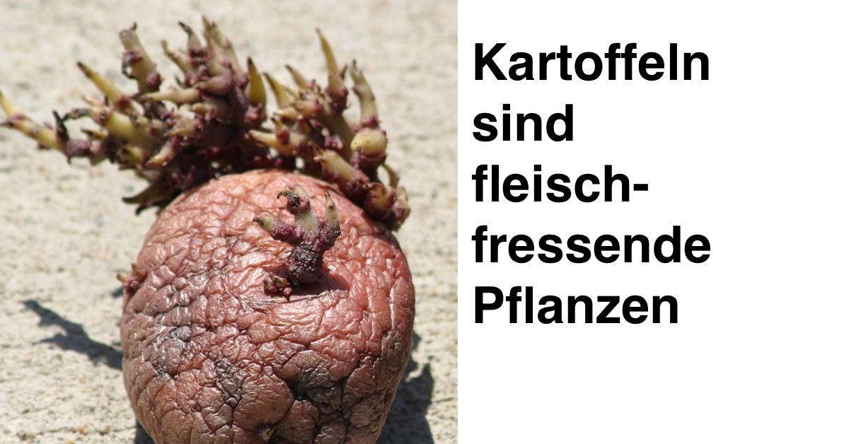 Eine keimende Kartoffel und daneben der Satz: Kartoffeln sind fleischfressende Pflanzen.