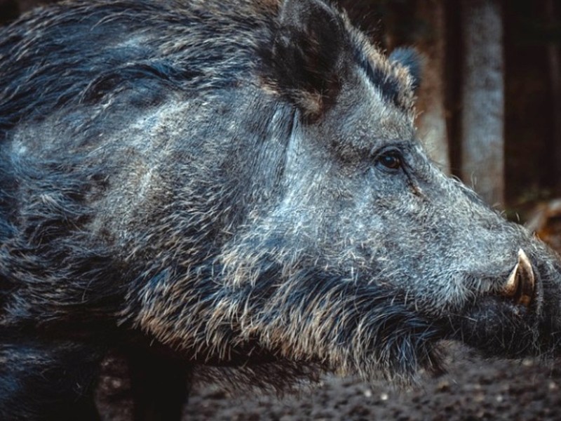 Wildschwein im Wald