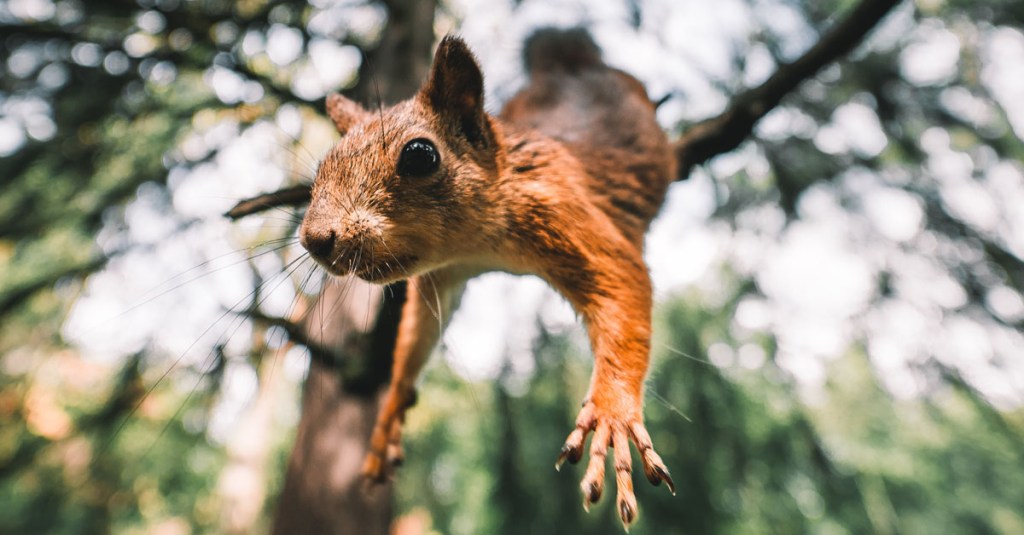 6 Tipps, um Eichhörnchen anzulocken.