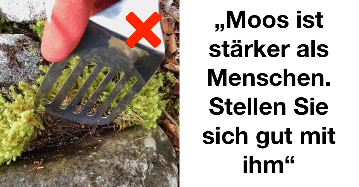 Moos im Garten anpflanzen 8 Vorteile Genialetricks