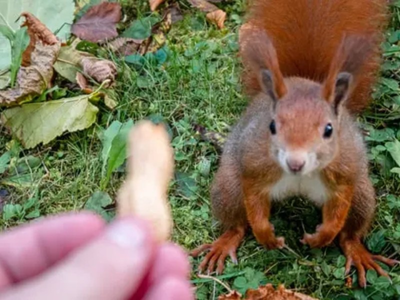 6 Ideen, um Eichhörnchen in deinen Garten zu locken