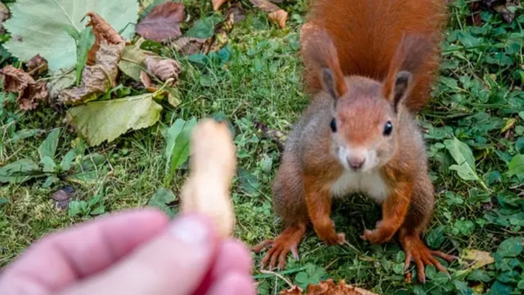 6 Ideen, um Eichhörnchen in deinen Garten zu locken