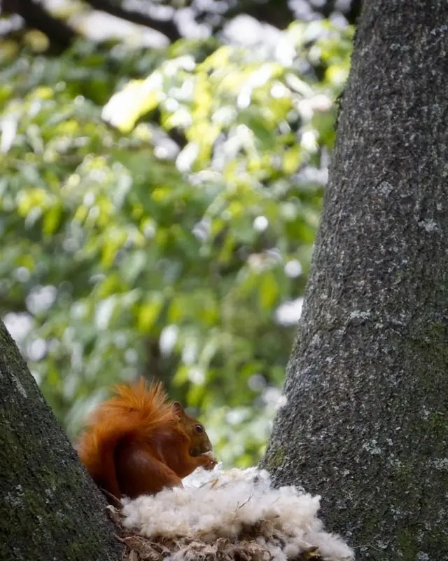 Tipps, um Eichhörnchen im Garten anzusiedeln.