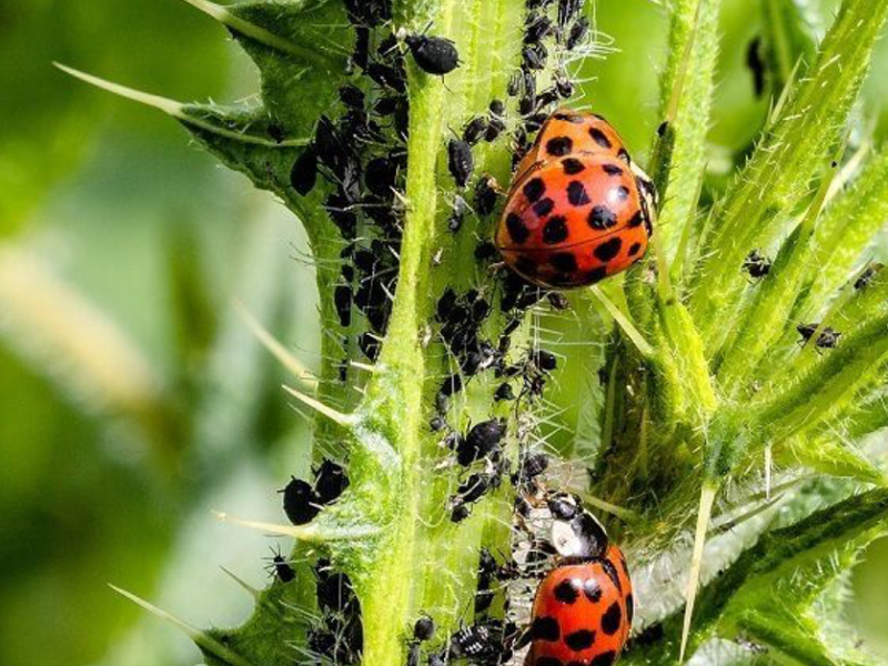 Drei Marienkäfer fressen kleinere Läfer an einem grünen Stängel