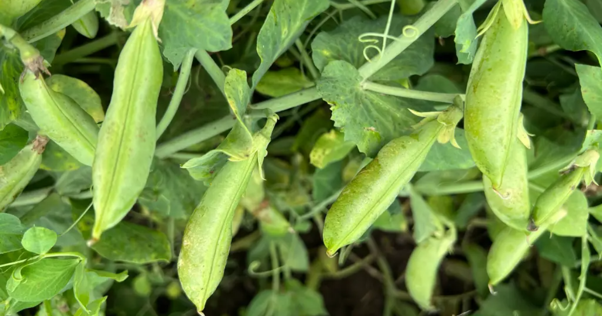 Garten 6 Gemüse und Obstsorten kannst du im Schatten anbauen