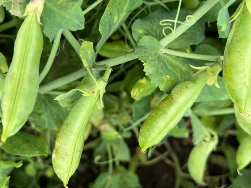 6 Gemüse- und Obstpflanzen, die auch im Schatten gut wachsen