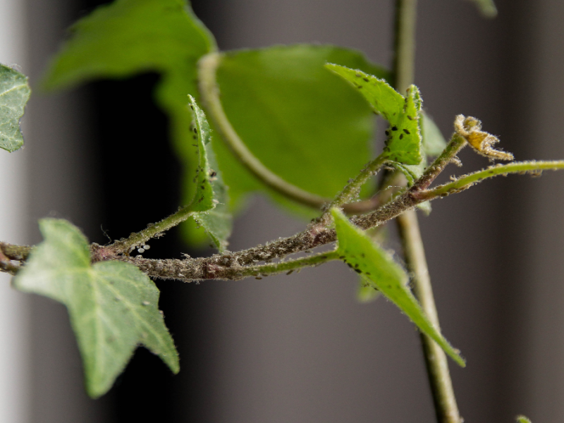 6 geniale Hausmittel, um Blattläuse im Garten zu bekämpfen