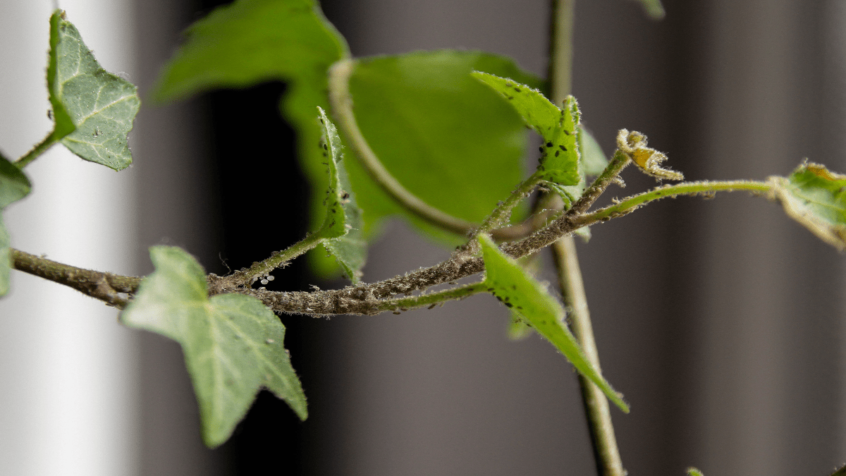 Blattläuse an Pflanze