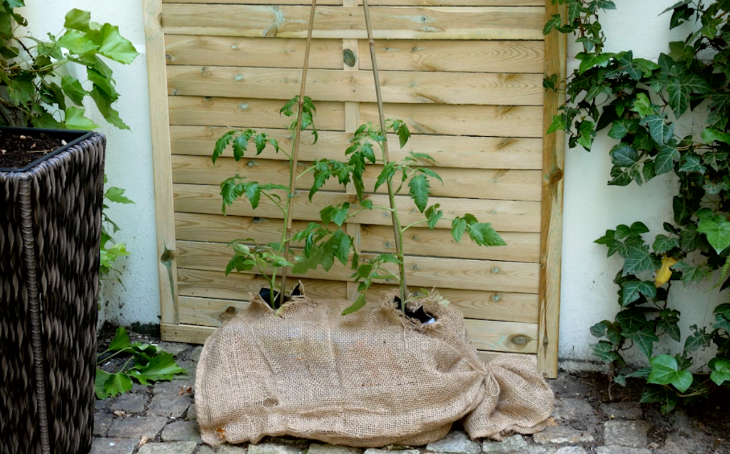 Tomatenpflanzen wachsen aus einem Jutesack.
