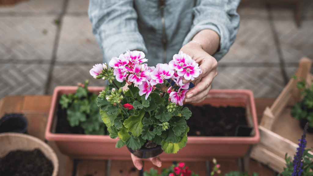 Eine Frau pflanzt eine rosa Pflanze in einen braunen Balkonkasten.