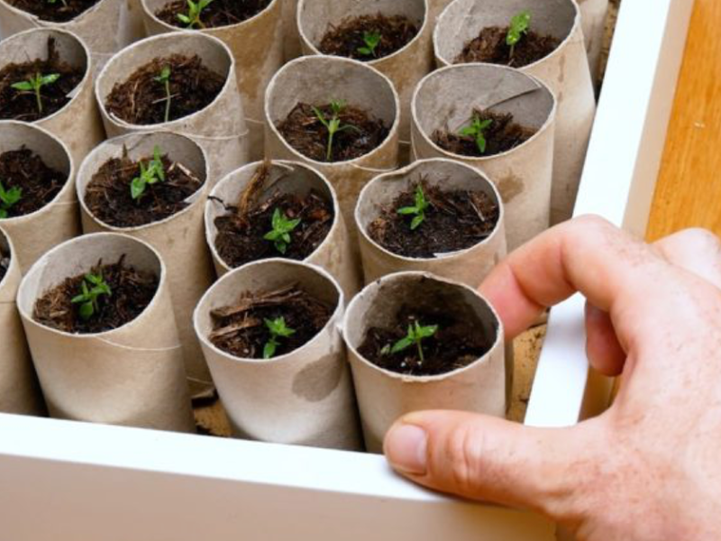 Kleine Pflanzen werden in Papierrollen eingepflanzt