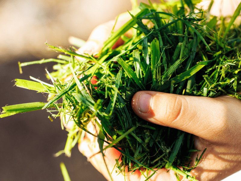 5 Ideen, wie du Rasenschnitt im Garten nutzen kannst