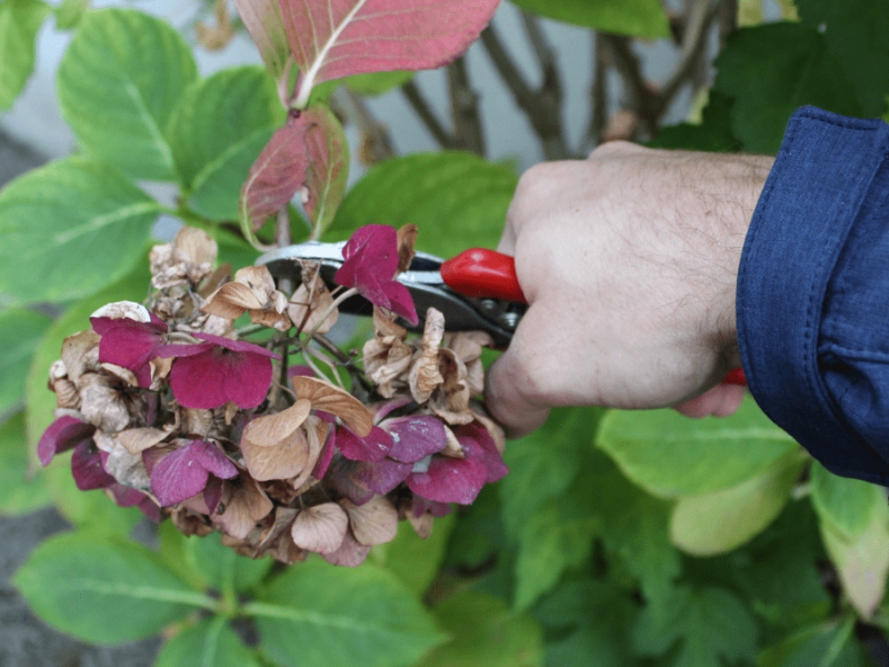 Gartenmythen: Wir gehen 10 von ihnen auf den Grund