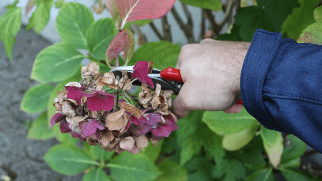 10 bekannte Gartenmythen auf dem Prüfstand