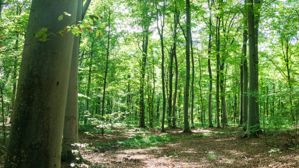 Ein Wald voller Buchen