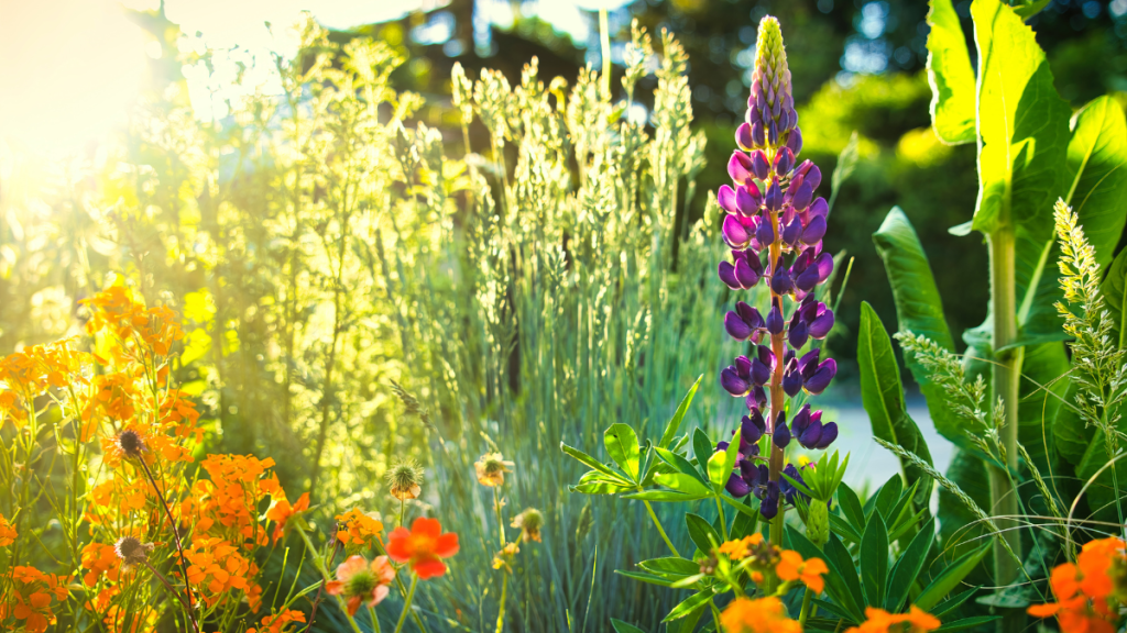 Blumen im Garten