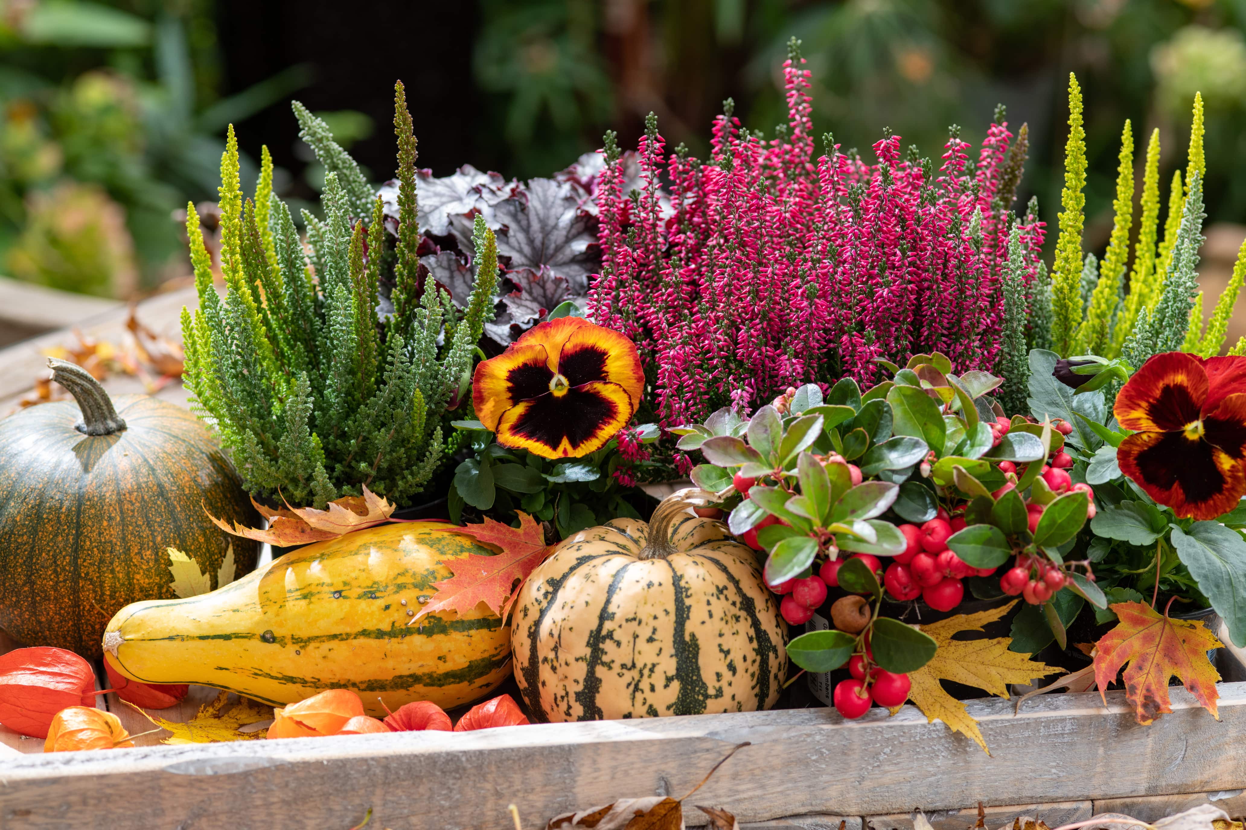 Herbstbepflanzung 6 Tipps für Balkon und Garten Genialetricks