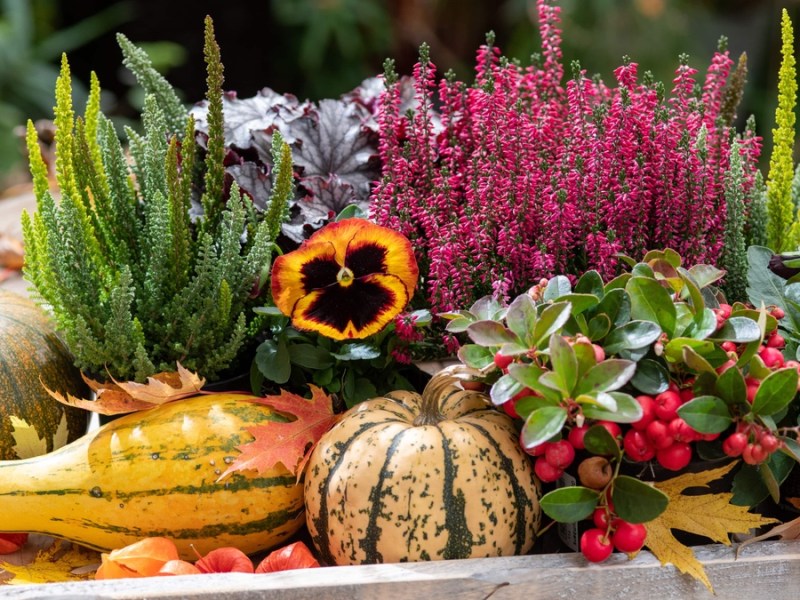 6 Tipps für die Herbstbepflanzung von Balkon und Garten.