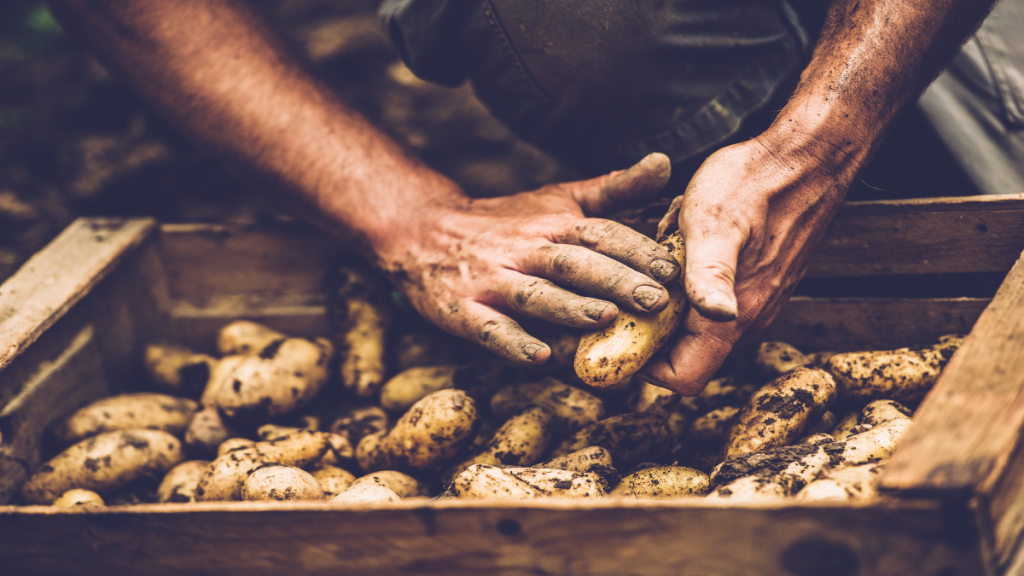 10 Tricks, um Kartoffeln im Garten selbst zu pflanzen