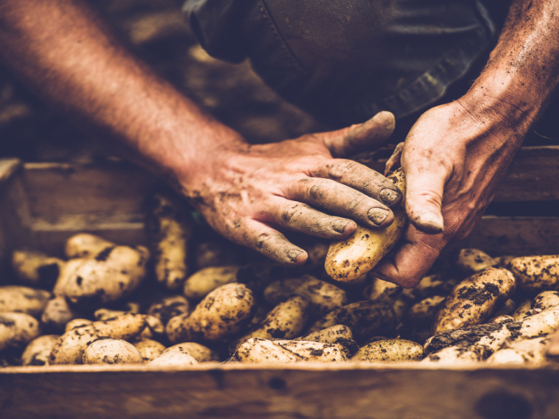 10 Tricks, um Kartoffeln im Garten selbst zu pflanzen