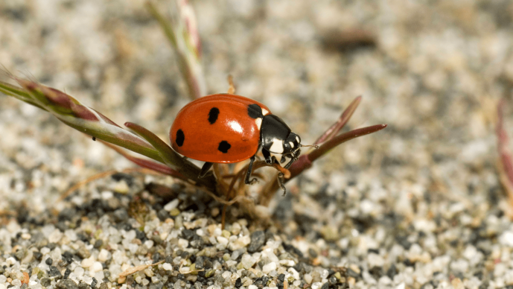 Ein Marienkäfer auf sandigem Boden.