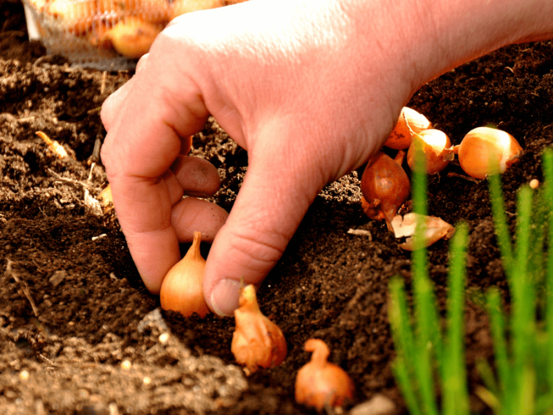 7 häufige Fehler bei der Gartenarbeit