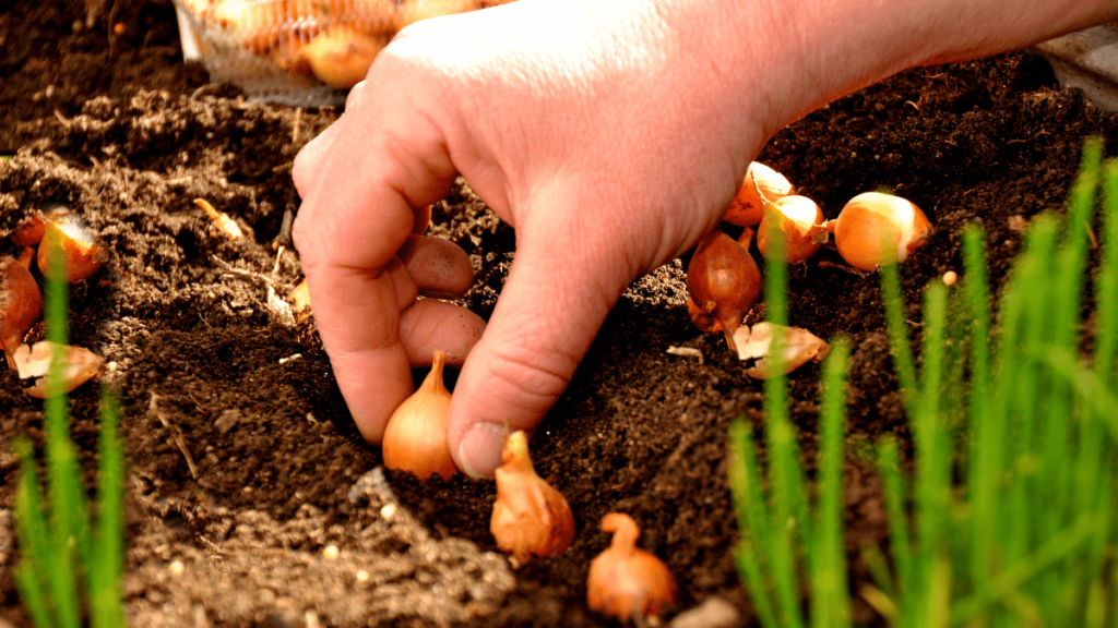 Gartenarbeit: Machst du diese 7 typischen Fehler?