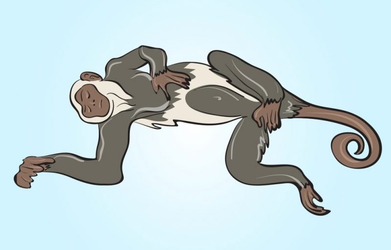 Zeichnung von einem Affen, der auf der Seite liegt