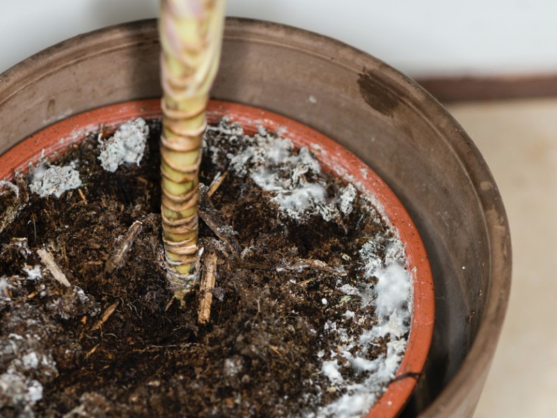 5 Tipps, um zu wissen, wie oft man Pflanzen gießen soll