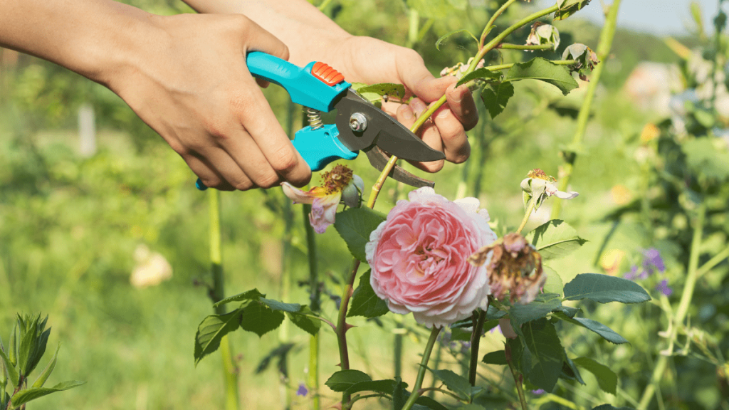 Gartengestaltung: 15 Tipps, um Geld zu sparen