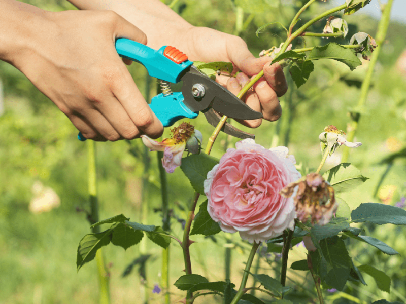 Gartengestaltung: 15 Tipps, um Geld zu sparen