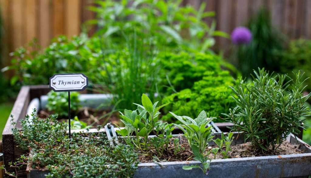 7 Tipps, um einen Kräutergarten richtig anzulegen