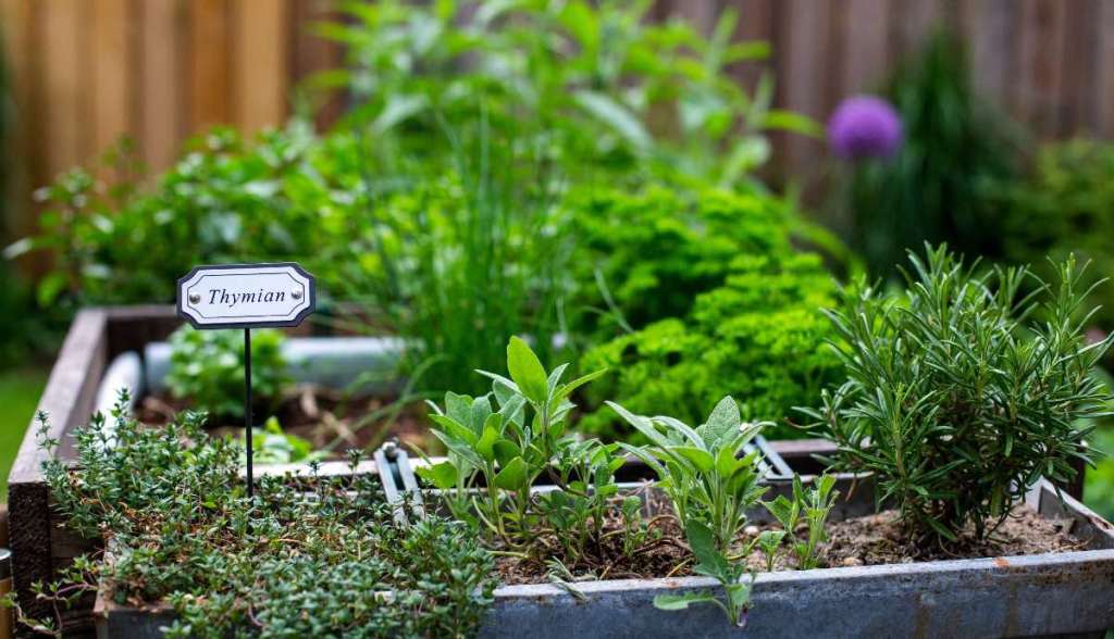 Kräutergarten richtig anlegen: Pflanze diese Kräuter nicht nebeneinander