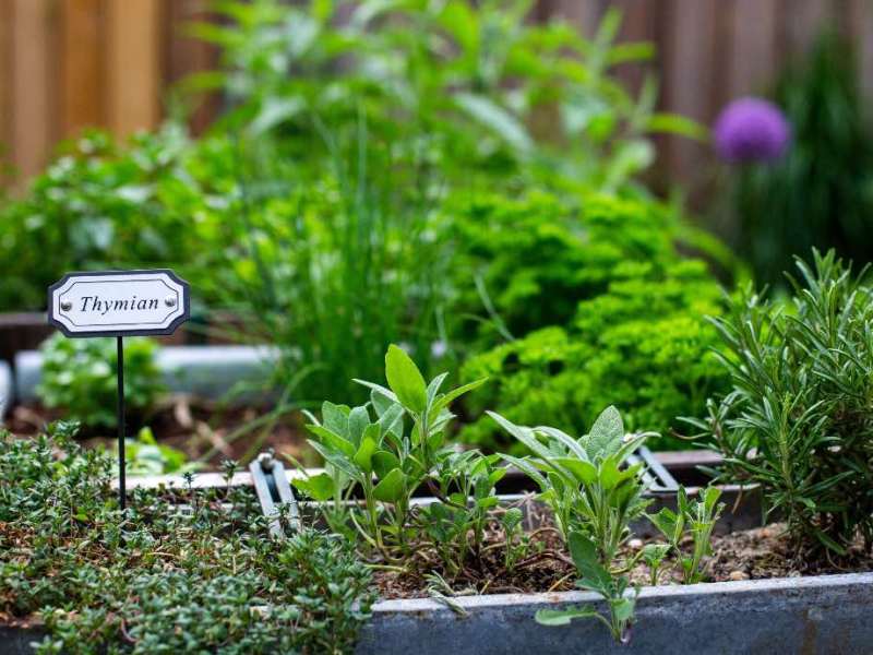 7 Tipps, um einen Kräutergarten richtig anzulegen
