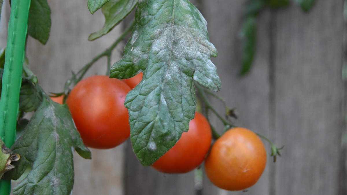 Mehltau an einer Tomate.