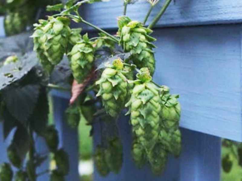 Hopfen eignet sich wie andere schnellwachsende Pflanzen perfekt als Sichtschutz.