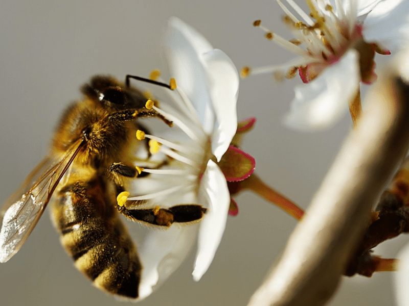 Eine Biene sitzt auf einer weißen Blüte und sammelt Nektar ein.